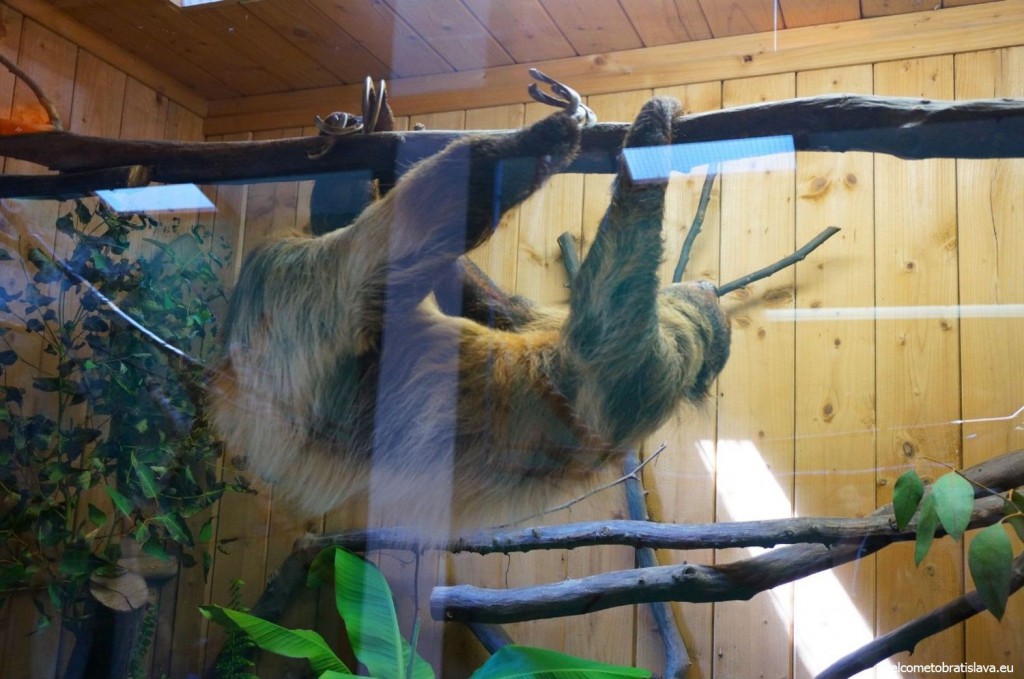 A two-toed sloth