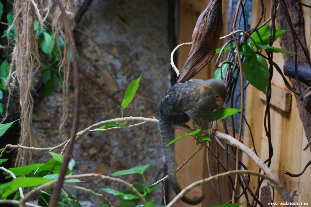 A playing monkey