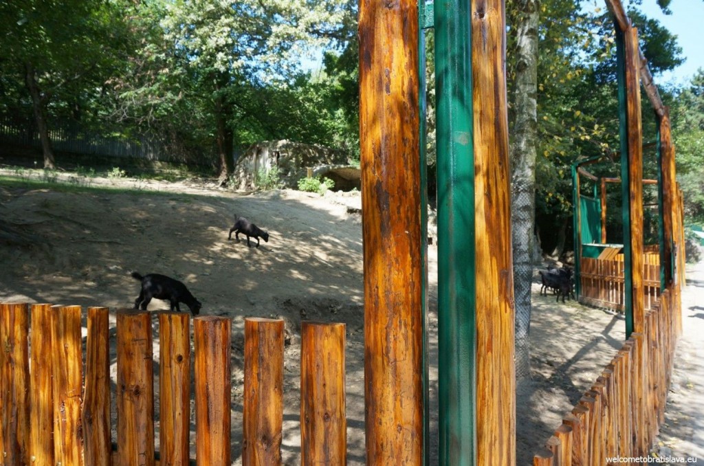 ZOO and its goats