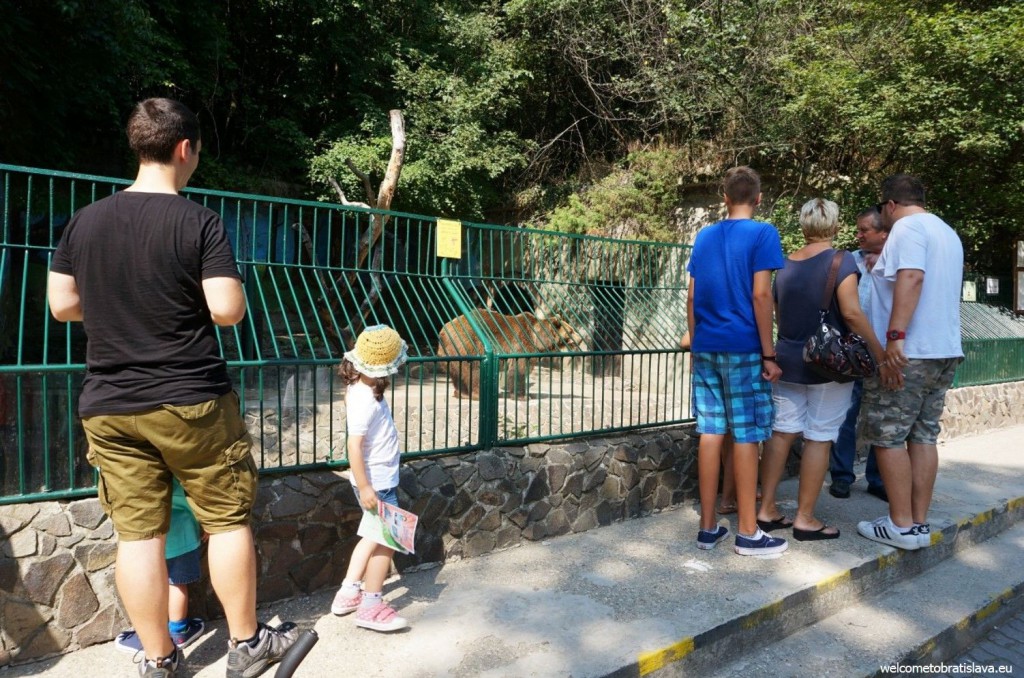 The brown bear is a big attraction