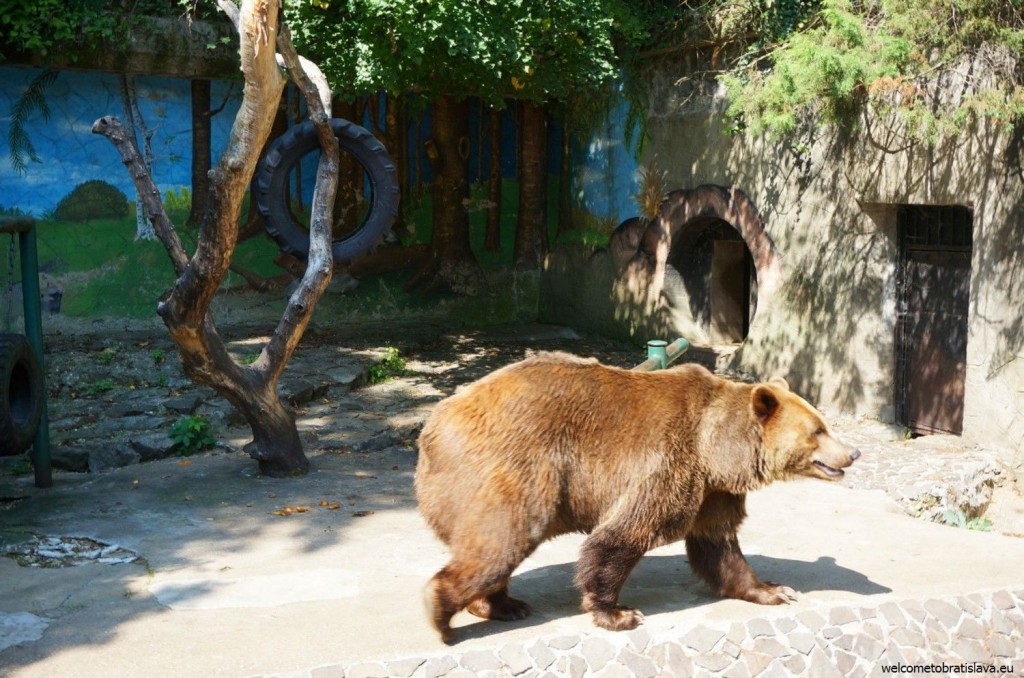 The brown bear is a big attraction