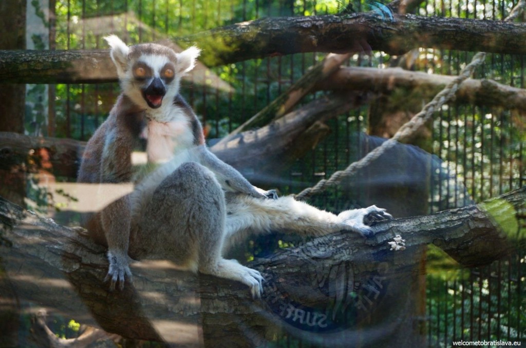 Amuzing monkey :)