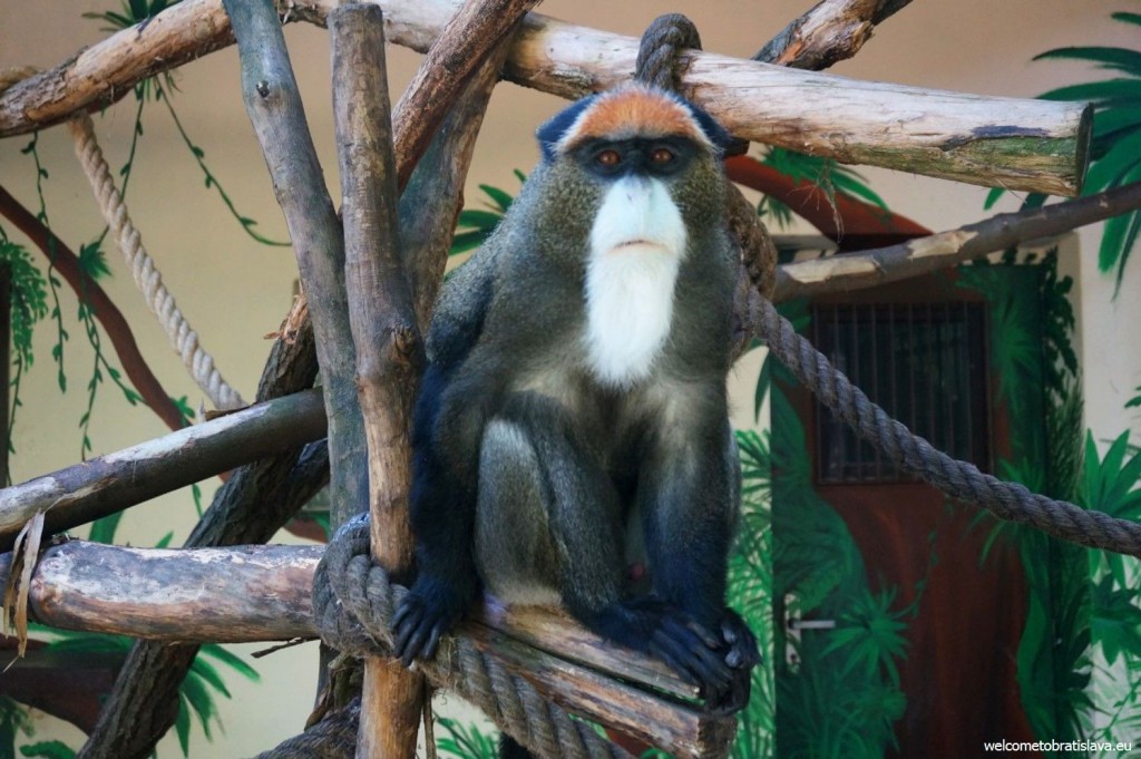 Bored monkey