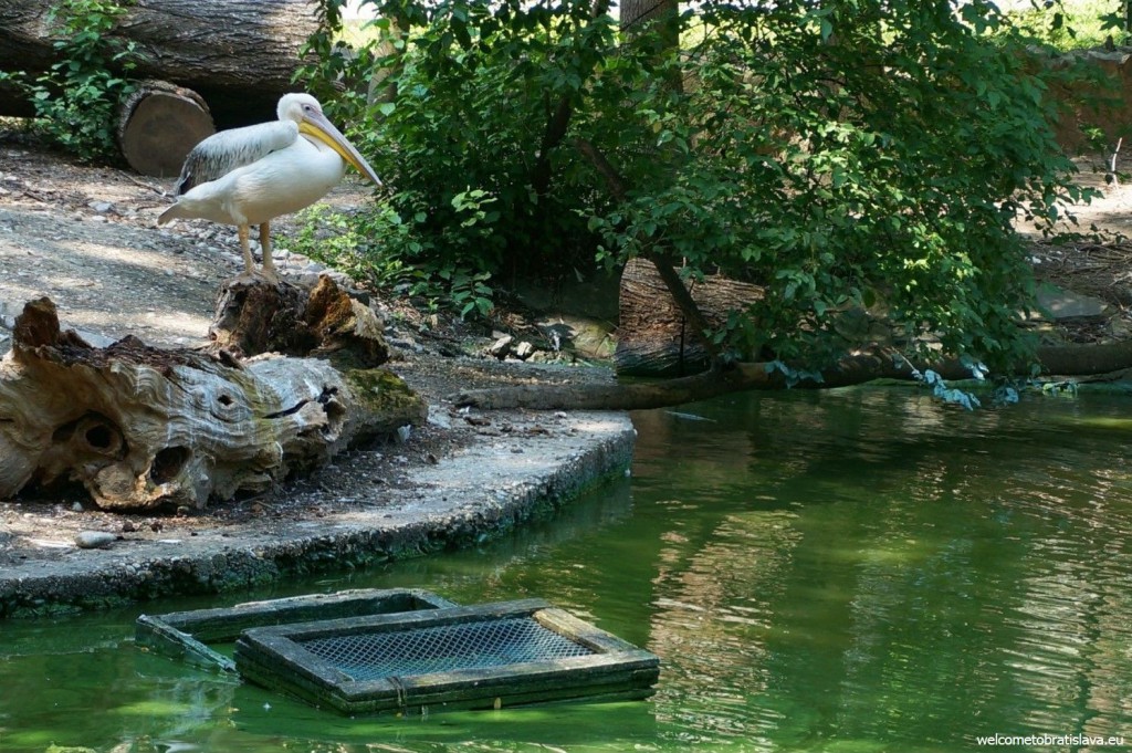 Mr. Pelican enjoying the nice weather