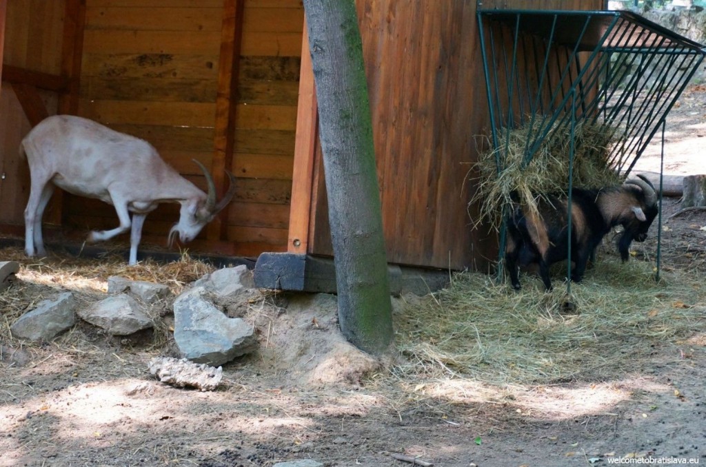 Hungry goats