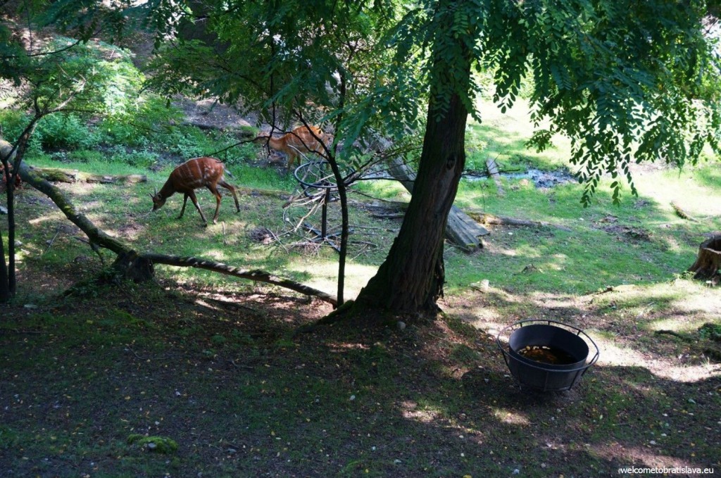 Some parts of the ZOO remind forests