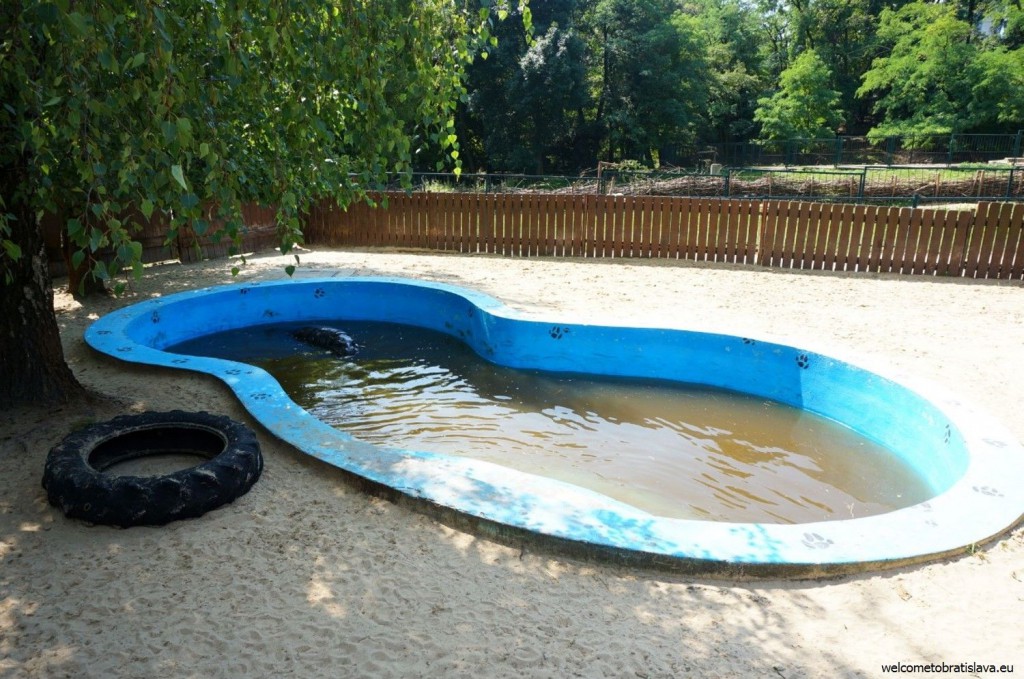 A hippo bathing in a pool
