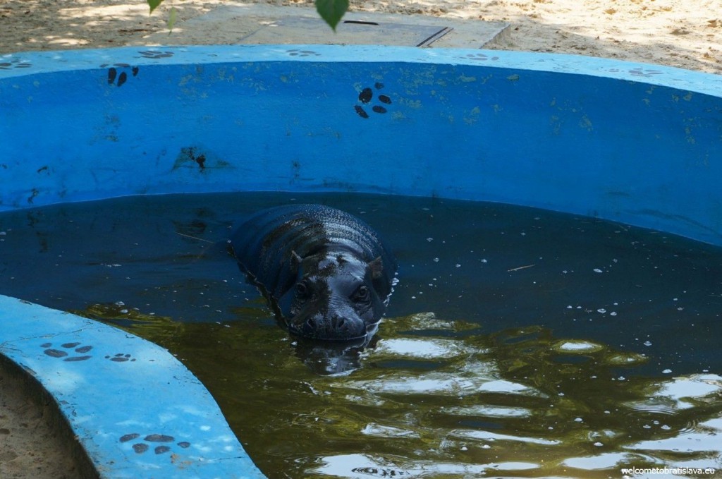 A hippo bathing in a pool