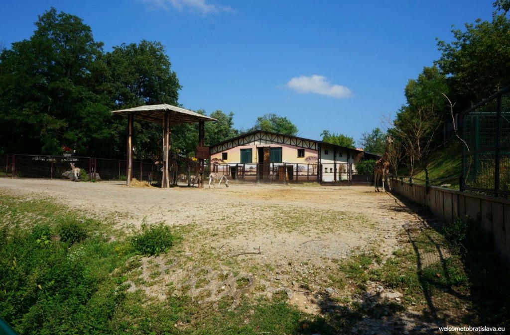 Home of giraffes