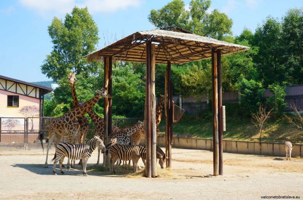 Giraffes are some of the most adorable animals in the ZOO