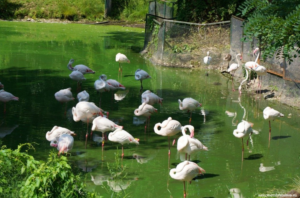 ZOO: flamingos