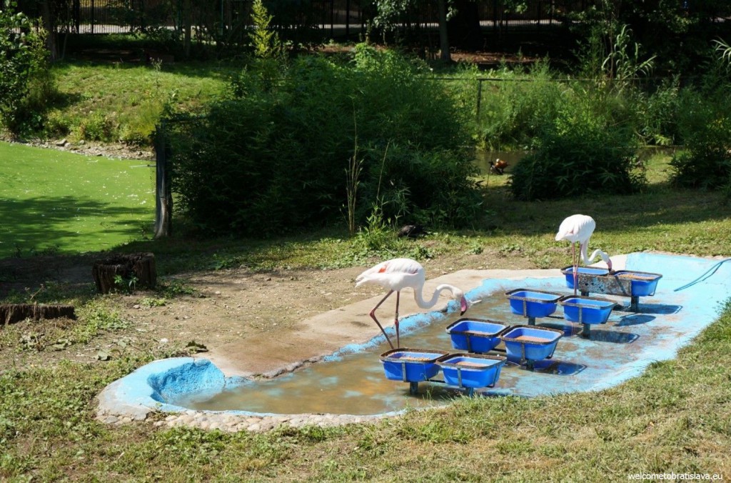 ZOO: swans