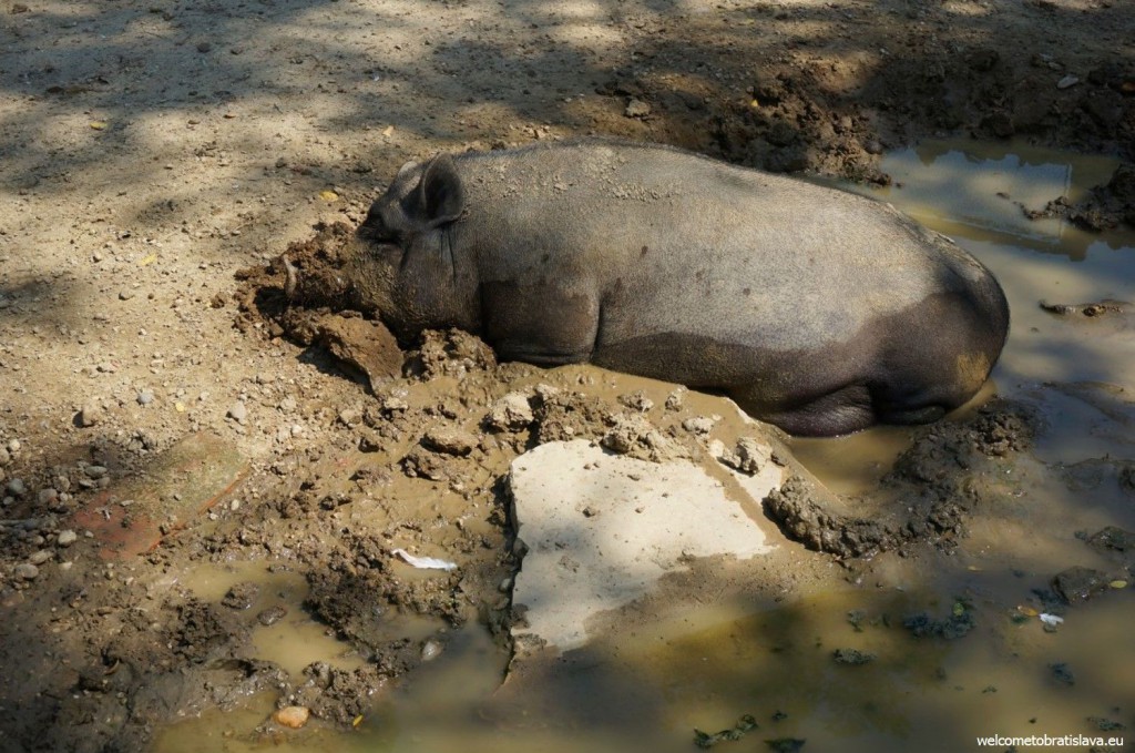 A sleeping pig