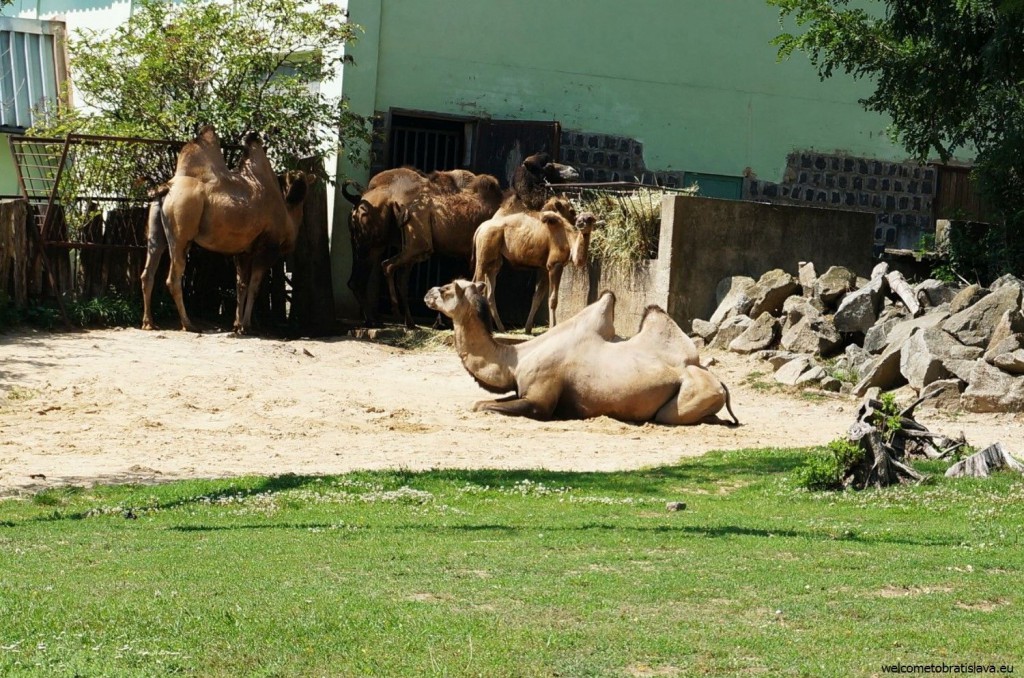A desert-looking area was built for the camels