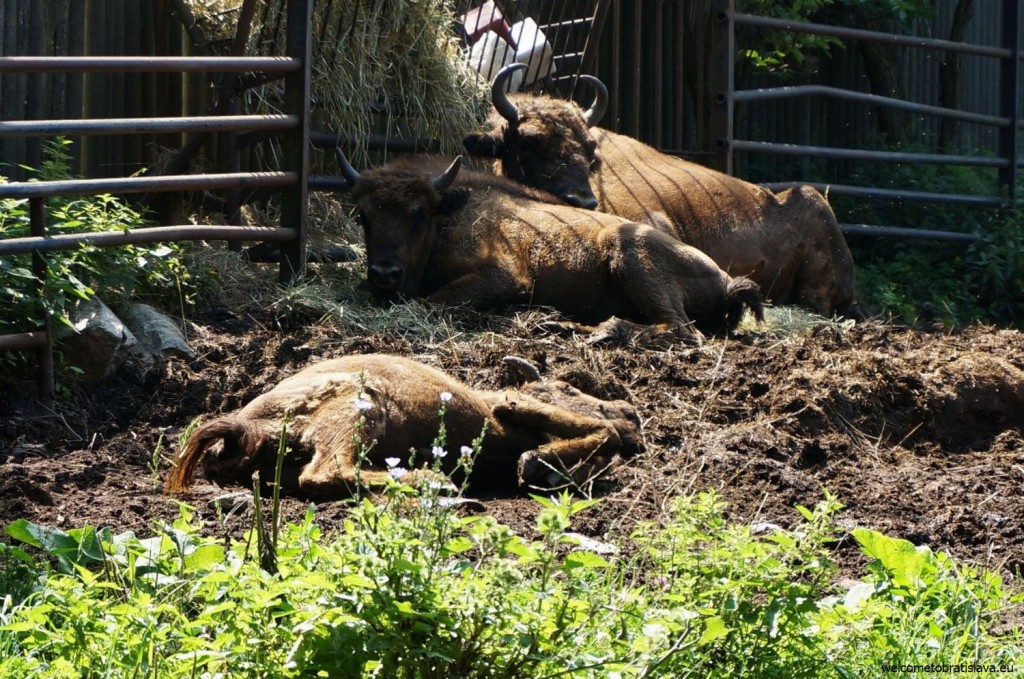Sleeping bisons