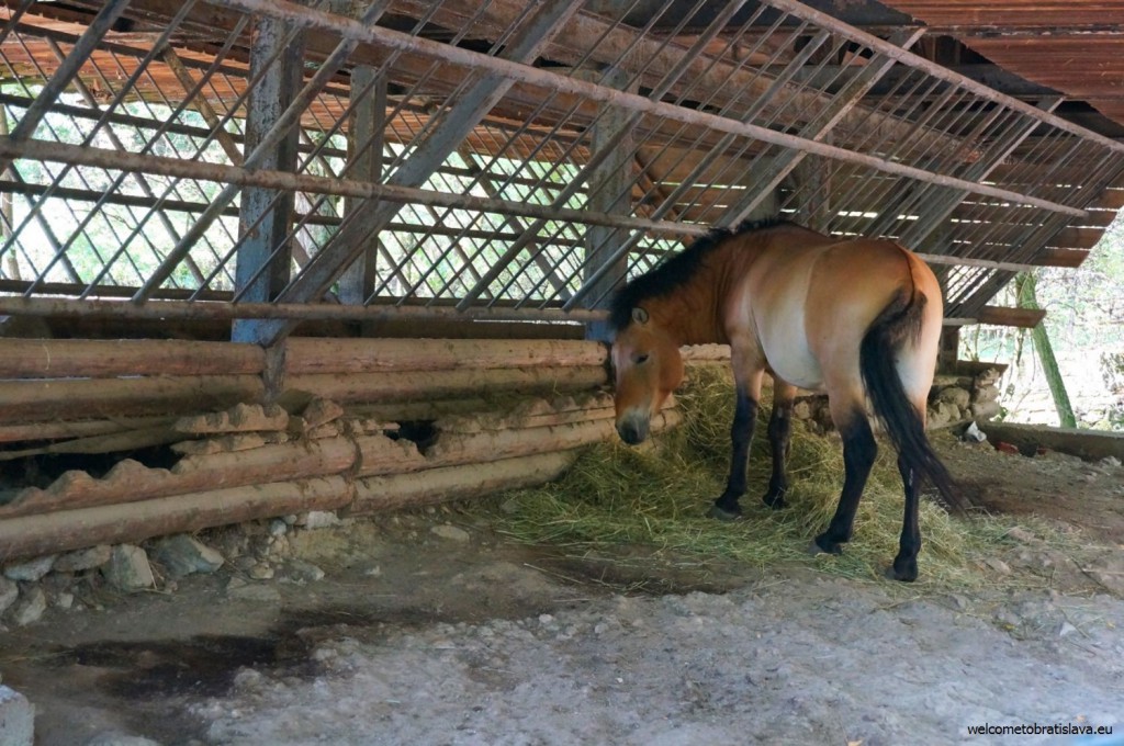 ZOO: a horse