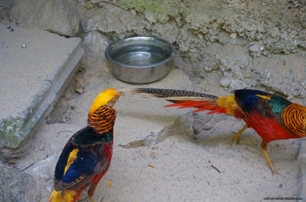 ZOO: parrots