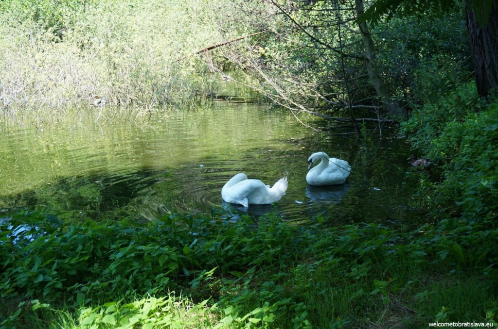 Swans which are chilling in a lake