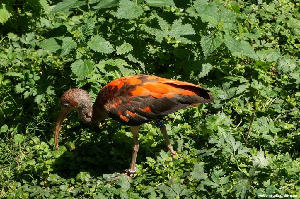 ZOO: a bird looking for some food