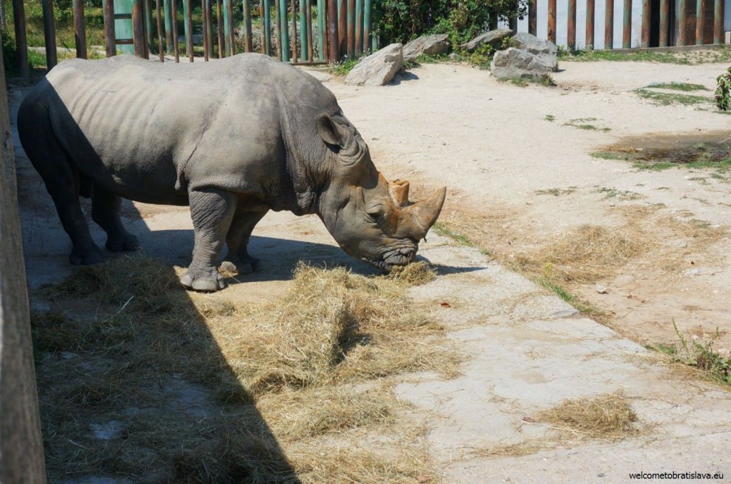 A white rhinoceros