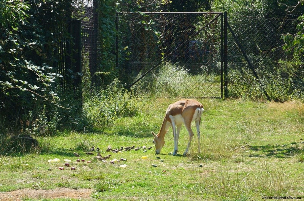 A hungry doe