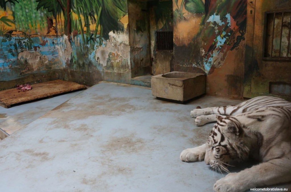 A white tiger