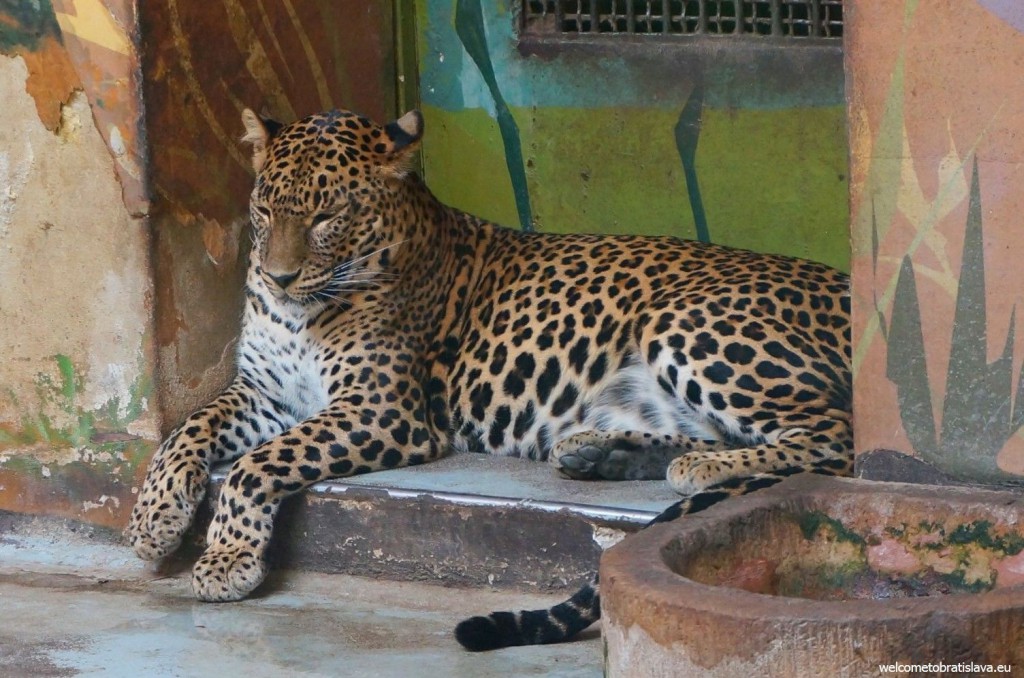 A jaguar